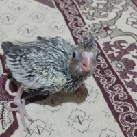جوجه سرلاکی عروس هلندی|پرنده|نوشهر, |دیوار