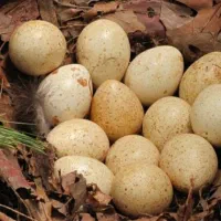 تخم بوقلمون