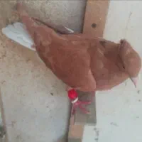 کبوتر زرددمسفید|پرنده|مشهد, هنرور|دیوار