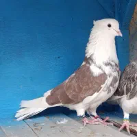 نر شازده تیکه پاره کاکلی