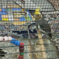 سه عدد عروس هلندی|پرنده|مشگین شهر, |دیوار