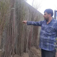 نهال|گل و گیاه طبیعی|رامند, |دیوار