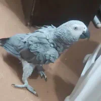 کاسکو نابغه تک در ایران|پرنده|ری, دولت‌آباد|دیوار