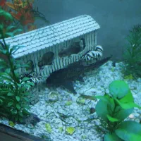 آکواریوم|ماهی|نورآباد, |دیوار