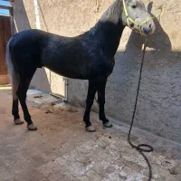 خرید فروش اسب پالونی