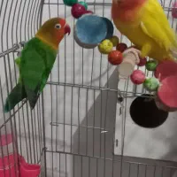 یک جفت کوتوله|پرنده|تربت جام, مطهری|دیوار