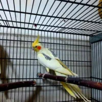 عروس هلندی مولد همراه جوجه و جوجه سرلاکی و ....