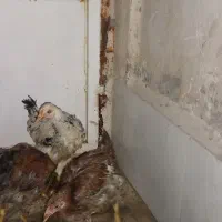 مرغ وخروس