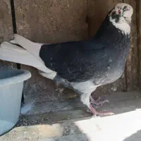 کبوتر بعد ظهری|پرنده|خمینی‌شهر, |دیوار