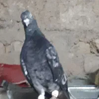 دم سفید جفتی
