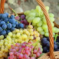 نهال انگور ارقام نوین و پربازده (اصلاح شده)