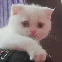 گربه اسکاتیش
