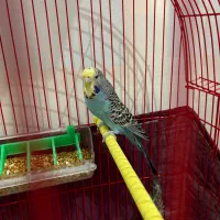 مرغ عشق|پرنده|اردبیل, |دیوار