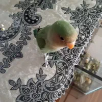 طوطی برزیلی