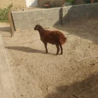 بره نر قوچ