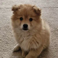 سگ توله پامر (آپارتمانی و اجتماعی)|سگ|تهران, سید خندان (جلفا)|دیوار