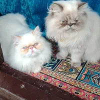 دوعددگربه پرشین نرو ماده
