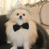 سگ پامر خرسی|سگ|بندرعباس, |دیوار