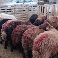 ۱۲راس بره نر قره قزل افشار فروش نقدیا چک ۲۰معتبر