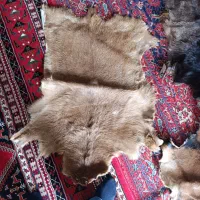 چهار عدد پوست طبیعی نو