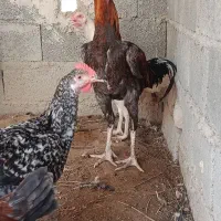 لاری نصل ترک تضمینی