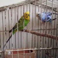 جفت مرغ عشق بالغ