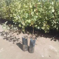 نهال پسته زرندی