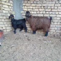 بز و بزغاله