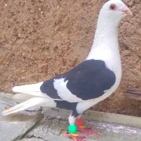 دوتاکبوترخط سفید|پرنده|شیراز, شهدای شهرک سعدی|دیوار