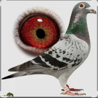 پلاکی عراق وغیره