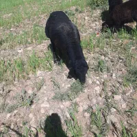 بره قوچ قره قزل