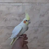 عروس هلندی ماده
