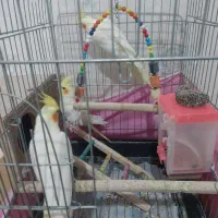 عروس هلندی بالغ