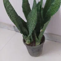 یوکای مقاوم فقط ۳۴۰|گل و گیاه طبیعی|اصفهان, سرچشمه|دیوار