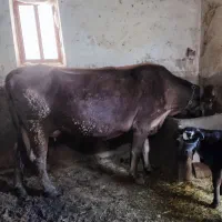 گاو و گوساله سویسی