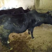 گاو ورزا گاو ابستن