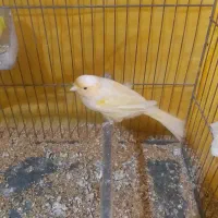 قناری نر ماده به شرط|پرنده|ساوه, |دیوار