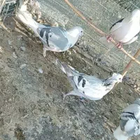 کرمانی والمانی|پرنده|قائن, |دیوار