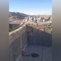 کفتر بوم|پرنده|سبزوار, پیام|دیوار