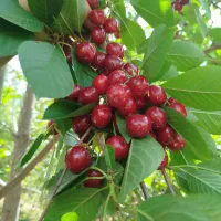 فروش ویژه نهال آلبالو اسرائیلی|خدمات باغبانی و درختکاری|صومای برادوست, |دیوار