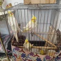 فروش ۳ عروس هلندی