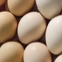 تخم مرغ کاملا ارگانیک