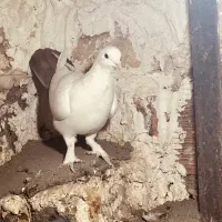 دو تا ماده|پرنده|کرمان, |دیوار