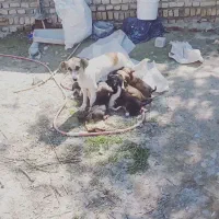 واگذاری سگ پاه کوتاه|سگ|مشهد, کارده|دیوار