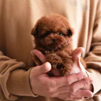 مالتیز تیکاپ|سگ|باوی, |دیوار