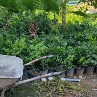 کامیس نکدار ، پالم ، فوتونیا ، یاس ، شمشاد|خدمات باغبانی و درختکاری|کلاچای, |دیوار