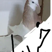 طوقی زرد ماده