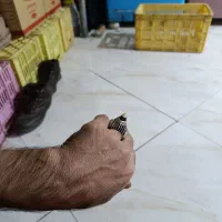 انگشتر سه پوست آس|جواهرات|قوچان, |دیوار