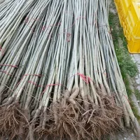 نهال کبوده سریع‌الرشد برای فضای سبز و زراعت چوب|حراج|زبرخان, |دیوار