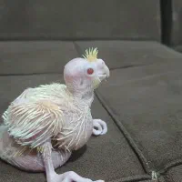 عروس هلندی|پرنده|فردیس, شهرک ۱۱۰|دیوار